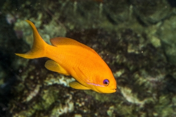 Pseudaanthias squamipinnis