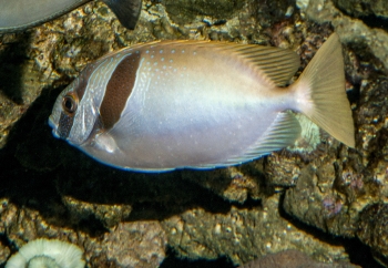 Siganus virgatus