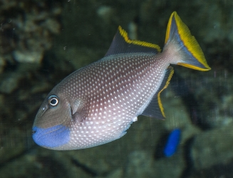 Xanthichthys auromarginatus