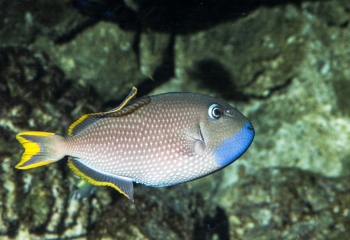 Xanthichthys auromarginatus