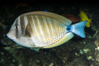 Zebrasoma desjardinii