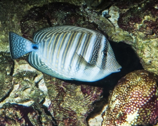 Zebrasoma desjardinii