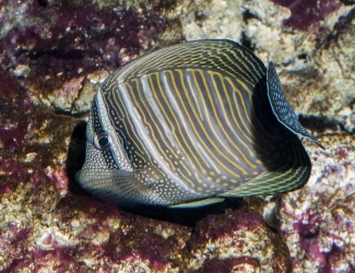 Zebrasoma desjardinii