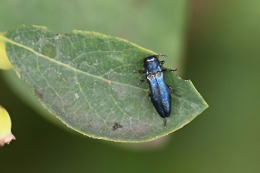 Agrilus cyanescens