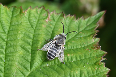 Andrena nycthemera