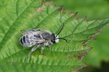 Andrena nycthemera