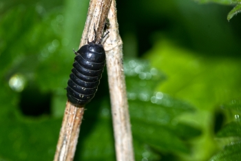 Armadillidium vulgare