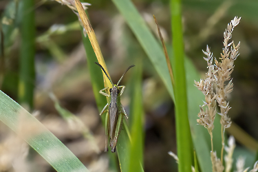 Chorthippus parallelus