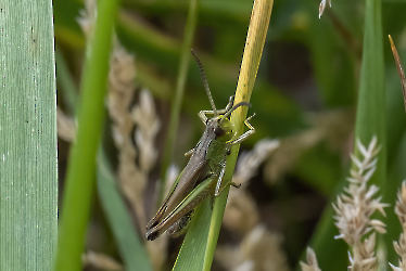 Chorthippus parallelus