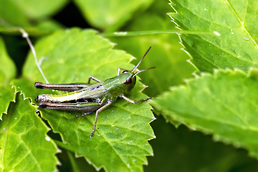 Chorthippus parallelus