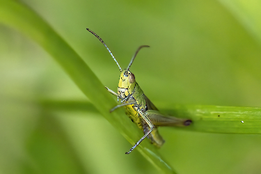 Chorthippus parallelus