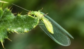 Chrysopa perla