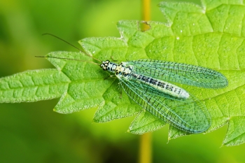 Chrysopa perla