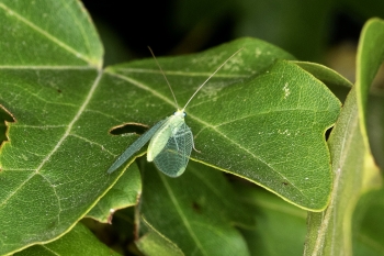 Chrysopa perla