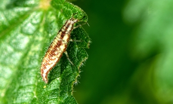 Chrysopa perla