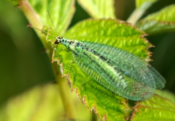 Chrysopa perla