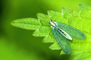 Chrysopa perla