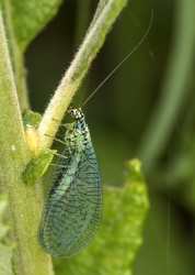 Chrysopa perla