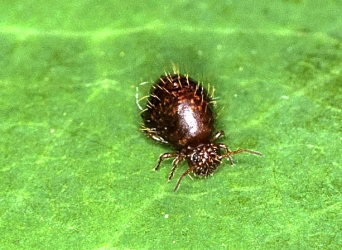 Dicyrtoma fusca