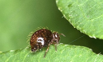 Dicyrtoma fusca