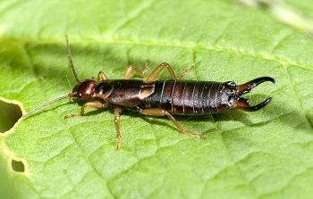 Forficula auricularis