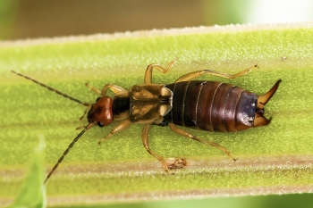 Forficula auricularis