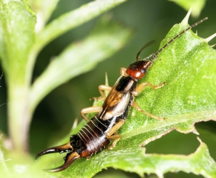 Forficula auricularis