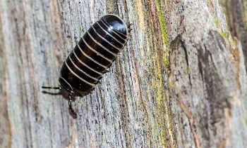 Glomeris marginata