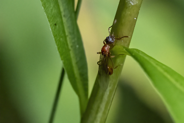 Myrmica spec.