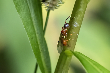 Myrmica spec.