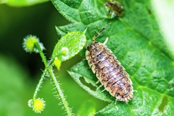 Porcellio scaber