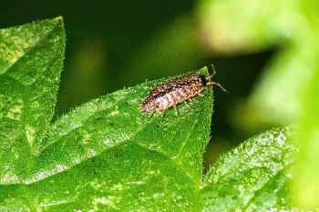 Porcellio scaber