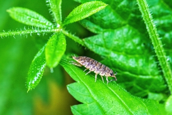 Porcellio scaber