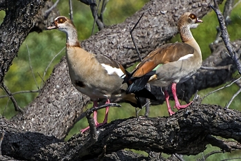 Nilgås - egyptisk gås