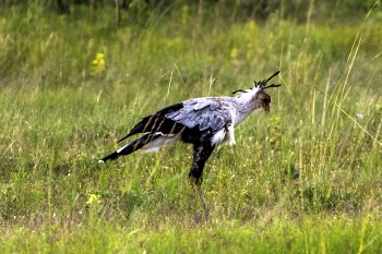 Sekretærfugl