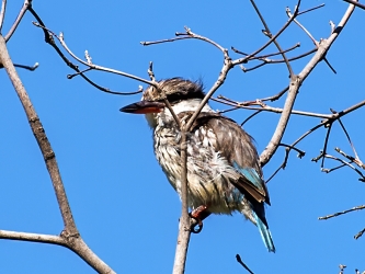 Stribet kingfisher