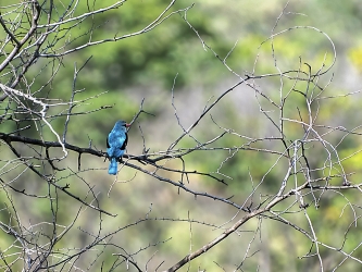 Woodland Kingfisher