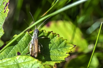 Chorthippus apricarius