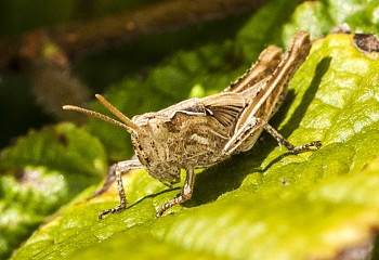 Chorthippus brunneus