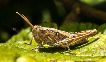 Chorthippus brunneus