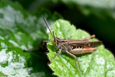 Chorthippus brunneus