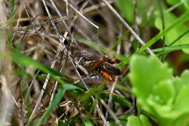 Chorthippus brunneus