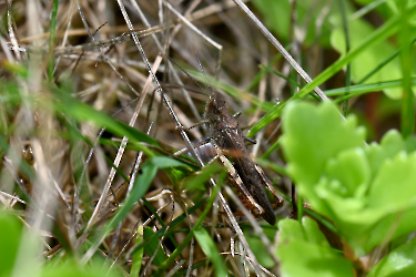 Chorthippus brunneus