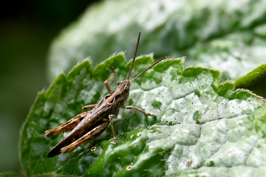 Chorthippus brunneus