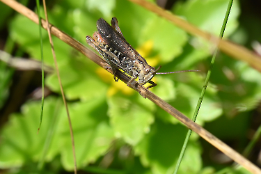 Chorthippus brunneus