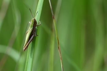 Chorthippus dorsatus