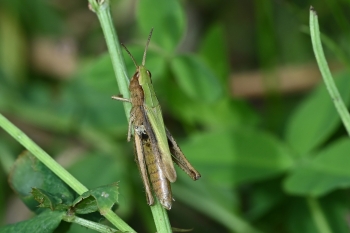 Chorthippus dorsatus