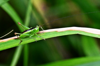 Conocephalus dorsalis