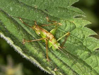 Leptophyes punctatissima