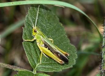 Omocestus viridulus